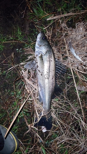 フッコ（マルスズキ）の釣果