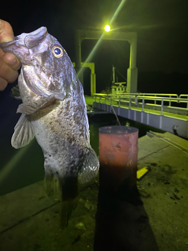 クロソイの釣果