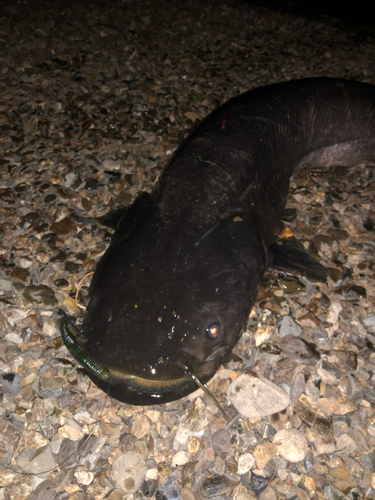 ビワコオオナマズの釣果