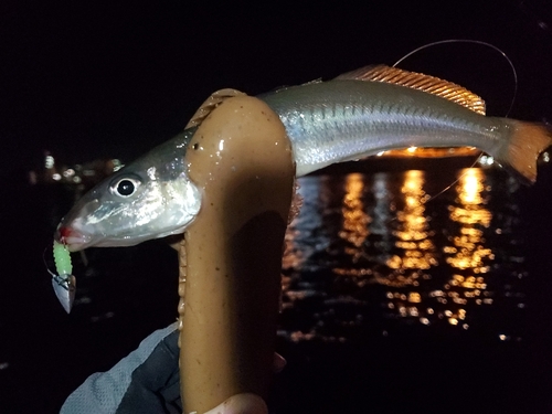 シロギスの釣果