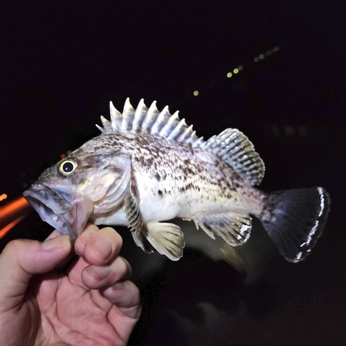 クロソイの釣果