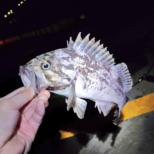 クロソイの釣果