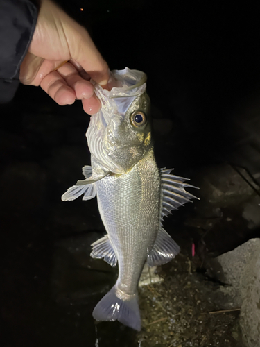 スズキの釣果