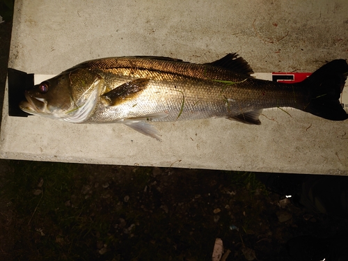 シーバスの釣果