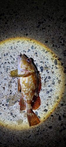 カサゴの釣果