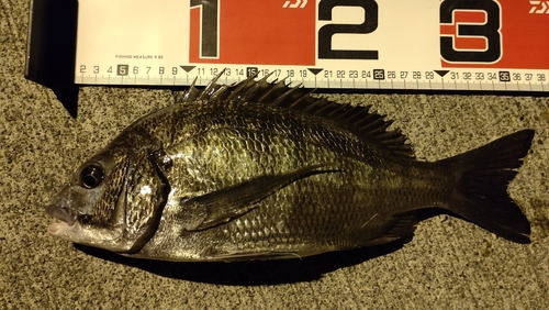 クロダイの釣果