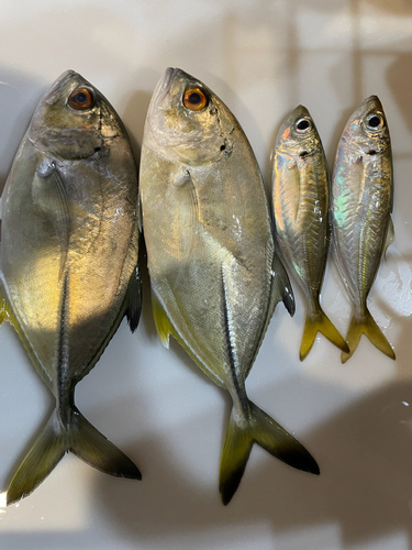 メッキの釣果