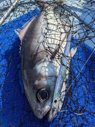 メダイの釣果