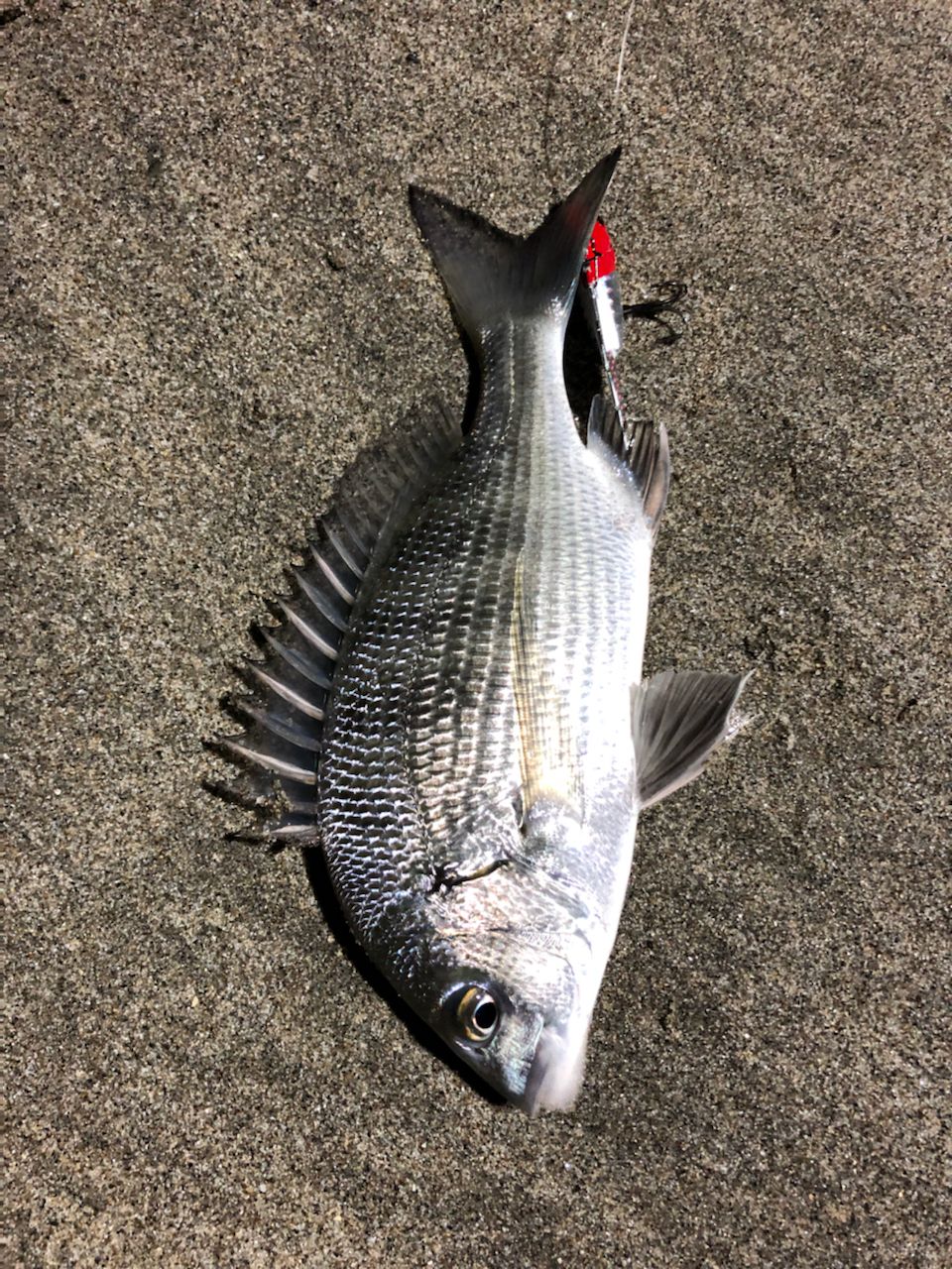 クロダイ