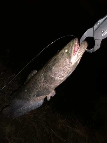 ライギョの釣果