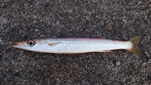 カマスの釣果