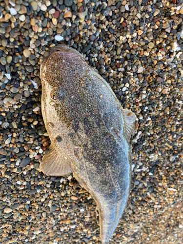 マゴチの釣果