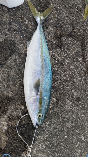 ツバスの釣果