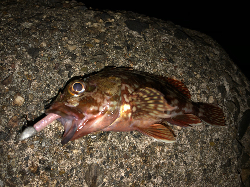 カサゴの釣果