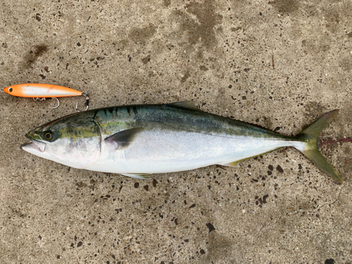 ヤズの釣果