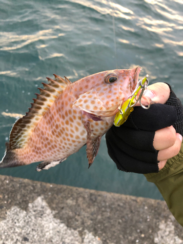 オオモンハタの釣果