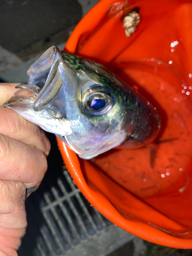 サバの釣果