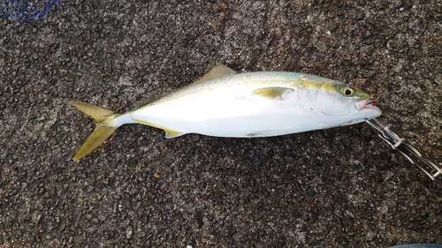 ハマチの釣果