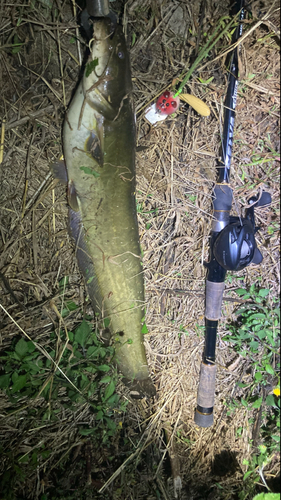 マナマズの釣果