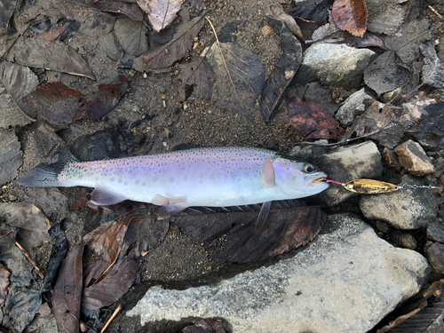 ニジマスの釣果