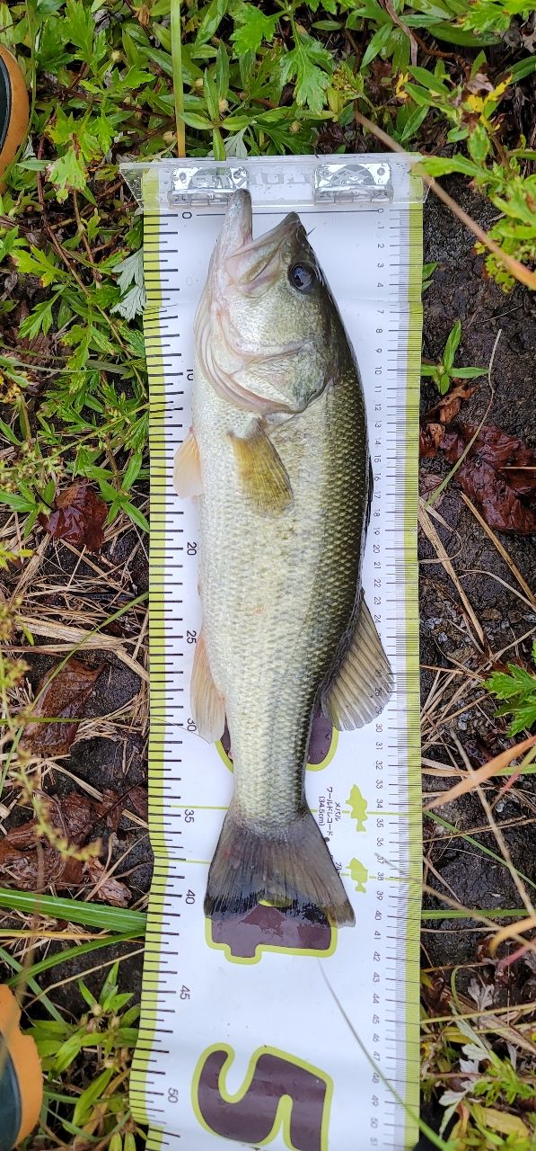 ブラックバスの釣果写真