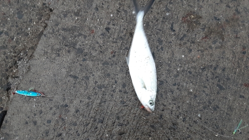 イケカツオの釣果