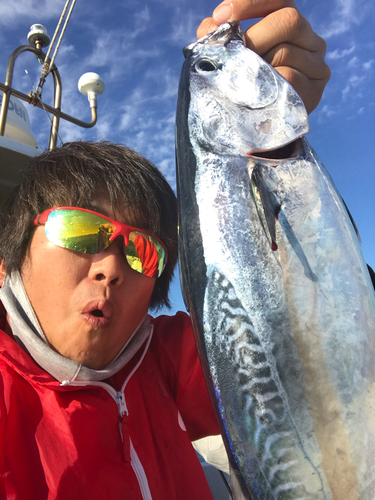 ヒラソウダの釣果