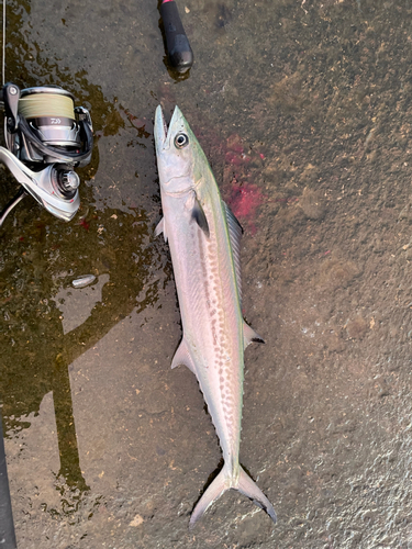 サゴシの釣果