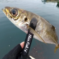 マアジの釣果