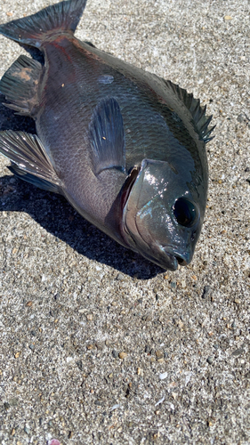 グレの釣果