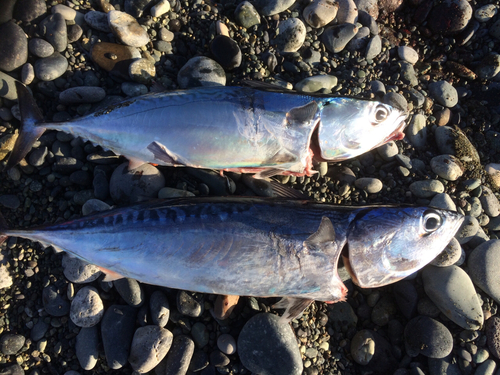 ソウダガツオの釣果