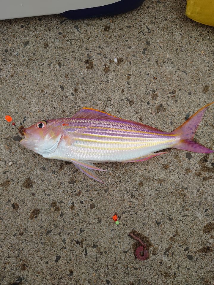 イトヨリダイ・エソの釣果写真