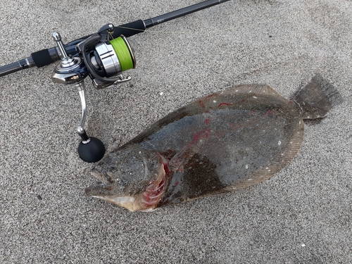 ヒラメの釣果