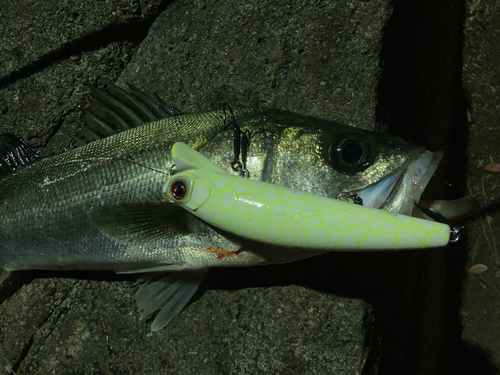 スズキの釣果