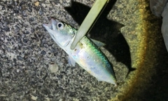 サバの釣果