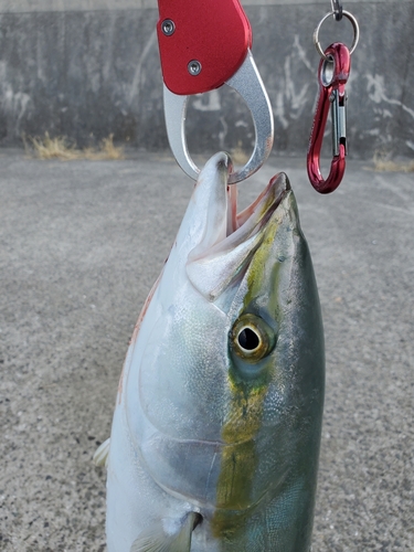 メジロの釣果