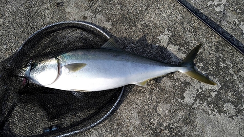 ブリの釣果