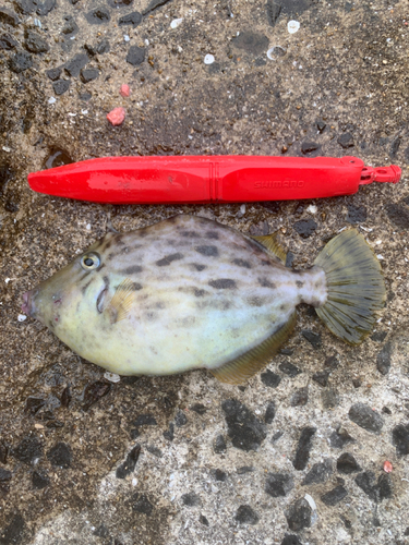 カワハギの釣果