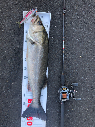 フッコ（マルスズキ）の釣果