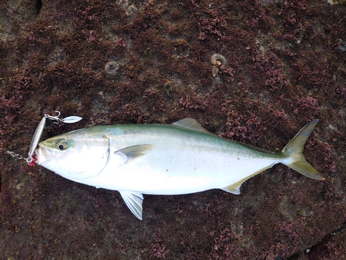 ヤズの釣果