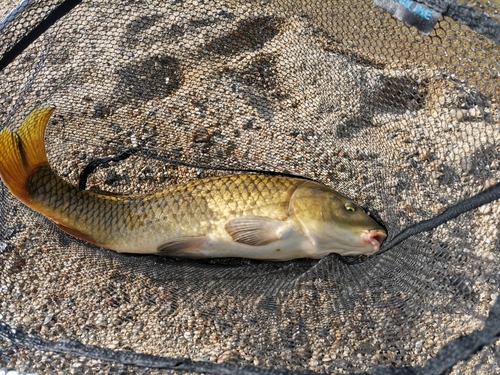 コイの釣果