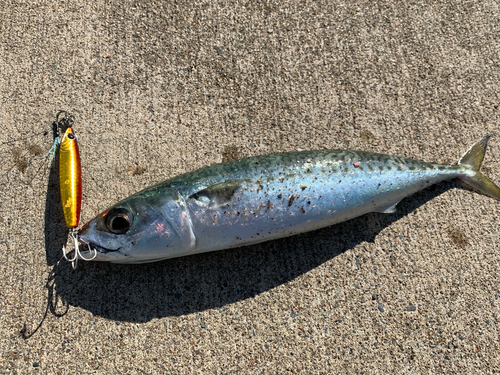 サバの釣果