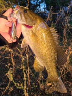 スモールマウスバスの釣果