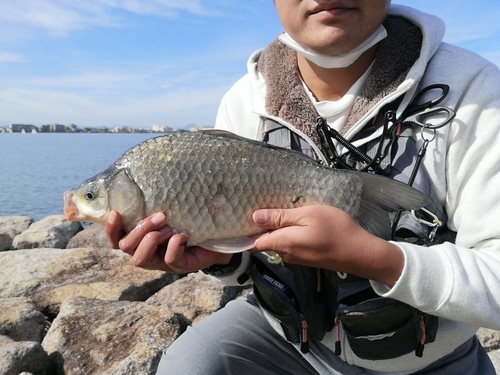 ヘラブナの釣果