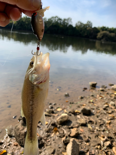 ラージマウスバスの釣果