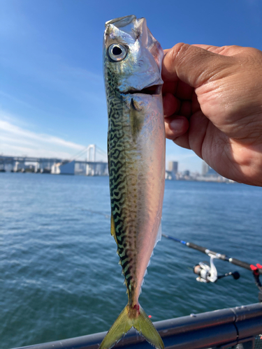 サバの釣果