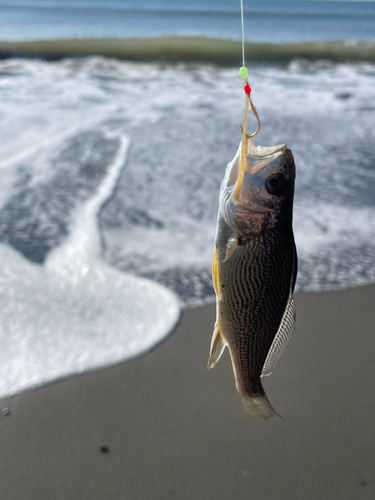 ニベの釣果