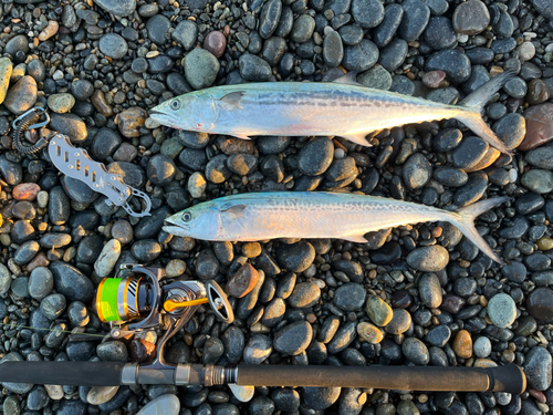 サゴシの釣果