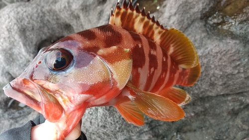 アカハタの釣果