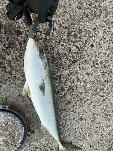 ブリの釣果